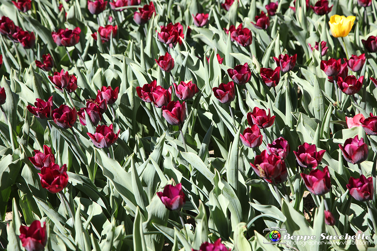 VBS_0711 - Inaugurazione Messer Tulipano 2023.jpg
